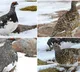 Ghost Bird White tailed Ptarmigans Amazing Seasonal Camouflage