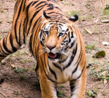 Chandrapur Tiger Attack Four Women Killed in Maharashtra Forest