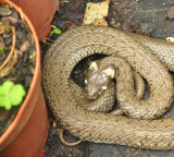 Snake Hotspots India Travel Advisory