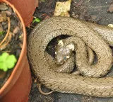 Snake Hotspots India Travel Advisory