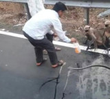 Thirsty monkey stops bus in Vidarbha seeking water