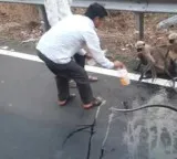 Thirsty monkey stops bus in Vidarbha seeking water