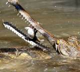 Crocodile attack in Sarayu River Man missing after funeral