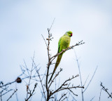 Parrots Indicate Good Environment A Positive Sign