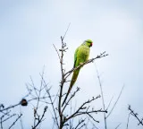 Parrots Indicate Good Environment A Positive Sign