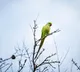 Parrots Indicate Good Environment A Positive Sign