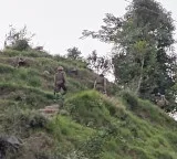 Anti-terrorist operation enters second day in J&K’s Rajouri