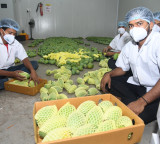 Gujarat's Kesar mangoes fill London's Heathrow airport with fragrance