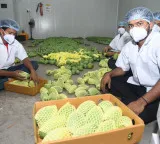 Gujarat's Kesar mangoes fill London's Heathrow airport with fragrance