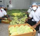 Gujarat's Kesar mangoes fill London's Heathrow airport with fragrance