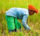 El Nino Effect Central Government Action on Kharif Season