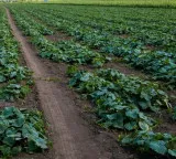 Akhilesh Mauryas ITI to organic farming success story