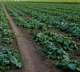 Akhilesh Mauryas ITI to organic farming success story