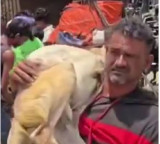 Kaushambi Road Accident Goats Stolen After Lorry Overturns