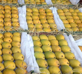 Malihabad Uttar Pradesh The World Capital of Mangoes