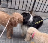 Koby Goodheart Techie earns lakhs walking dogs as side hustle