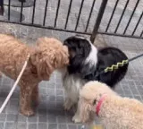 Koby Goodheart Techie earns lakhs walking dogs as side hustle