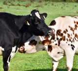 Cows stand north south Why the mystery persists