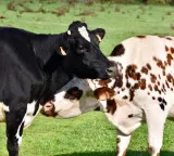 Cows stand north south Why the mystery persists