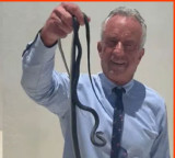 Snake Bites Robert Kennedy Jr While Handling in Florida