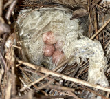 Birds Use Snake Skin in Nests for Protection