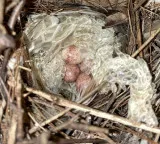 Birds Use Snake Skin in Nests for Protection