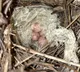 Birds Use Snake Skin in Nests for Protection