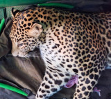 Bihar: Villagers kill leopard in Purnea, probe underway