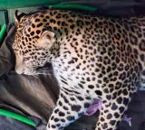 Bihar: Villagers kill leopard in Purnea, probe underway