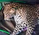 Bihar: Villagers kill leopard in Purnea, probe underway