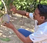 Odisha Farmer Grows Worlds Most Expensive Mango But Now He Has A Big Problem