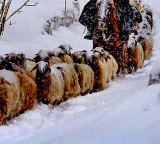 Job ad for shepherds goes viral in China