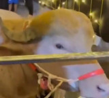 Trump Buffalo Rescued Transferred to Bangladesh National Zoo