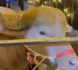 Trump Buffalo Rescued Transferred to Bangladesh National Zoo