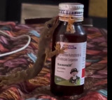 Lizard Licking Cough Syrup Video Goes Viral Experts Warn of Danger