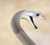 Black Mamba Snake Bite Can Be Fatal
