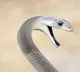 Black Mamba Snake Bite Can Be Fatal
