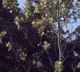 Moon Trees Seeds That Orbited the Moon