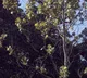 Moon Trees Seeds That Orbited the Moon