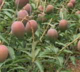 Telangana Doctor Cultivates Rare Miyazaki Mangoes