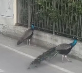 Punta Marina Peacock Problem in Italian Town
