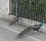 Punta Marina Peacock Problem in Italian Town