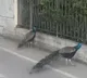Punta Marina Peacock Problem in Italian Town