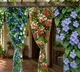 Bougainvillea Flower Vines for Natural Home Privacy