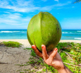 Coconut the real summer drink
