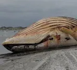 Timmy the whales carcass is dragged on to beach ahead of autopsy