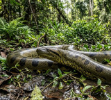 Green Anaconda the big snake