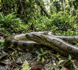 Green Anaconda the big snake