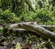 Green Anaconda the big snake