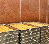 Tirumala ghee adulteration case: ED conducts searches at 15 locations across states